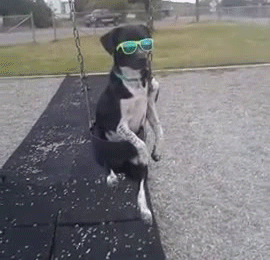 Dog-on-Swing-With-Sunglasses.gif
