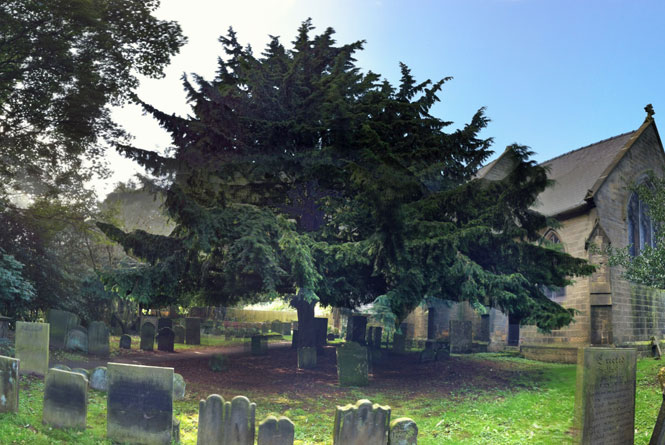 Yew-Tree.jpg