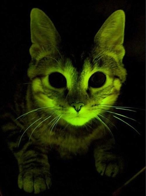 tumblr_m36439CTyF1qdedm3o1_500.jpg
