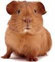 guineapig.jpg