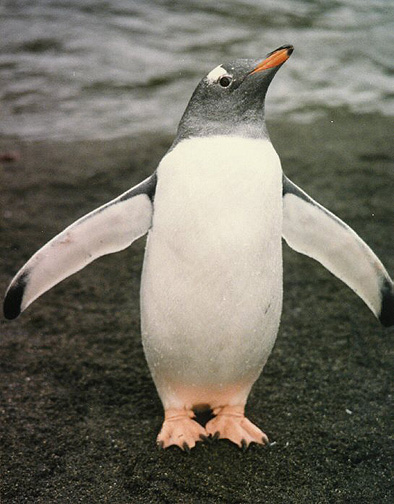 penguin-what.jpg