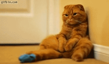 1327945486_sitting_kitten_is_bored.gif