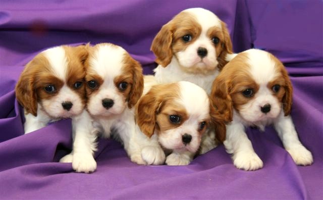 21184_cute.spaniels.jpg