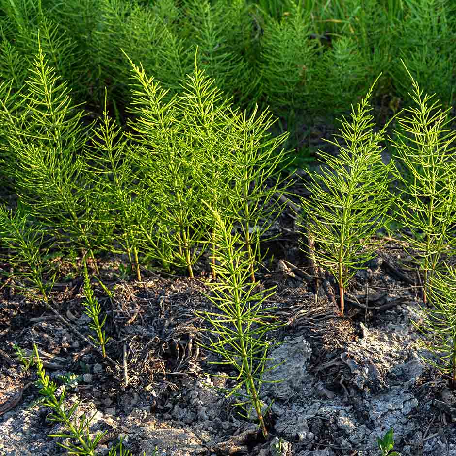 horsetail-hero-image.jpg
