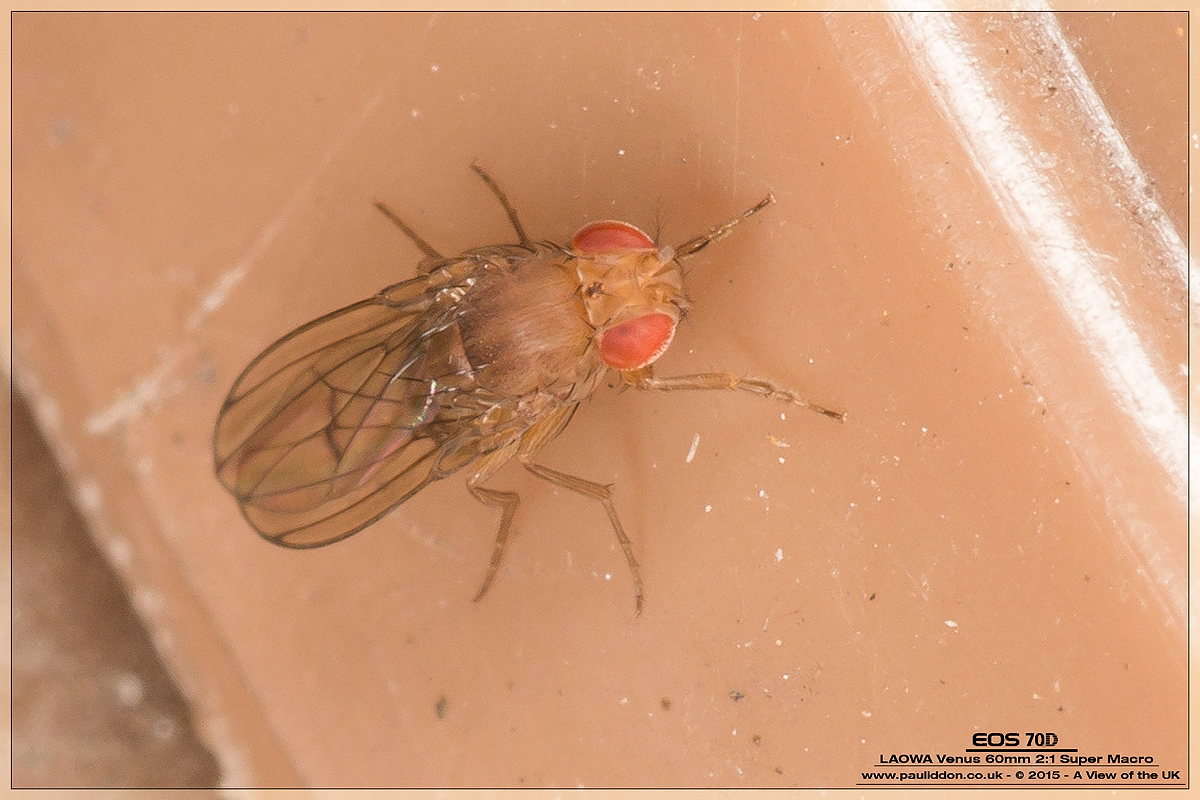 1200fruitfly.jpg
