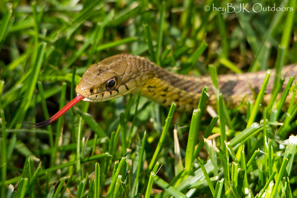 1420080017-snake-in-the-grass-2-10.jpg