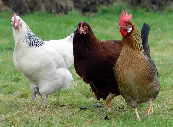 hens-walking.jpg