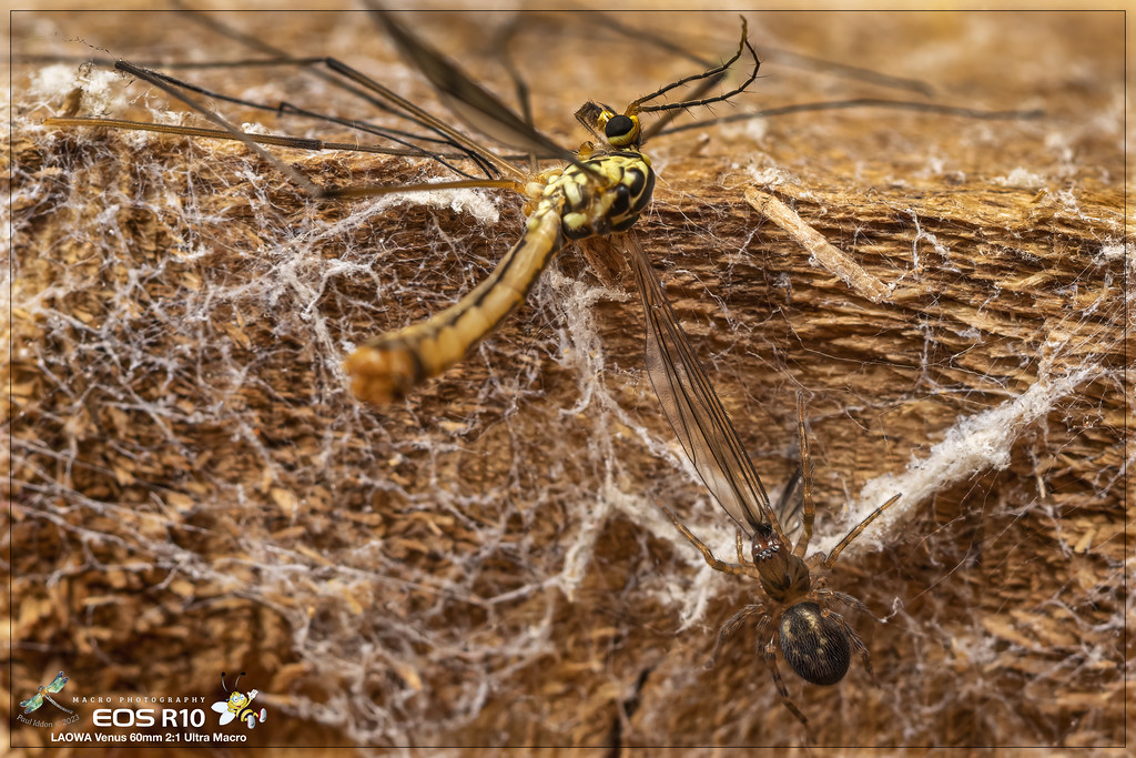 cranefly_meal_c-XL.jpg