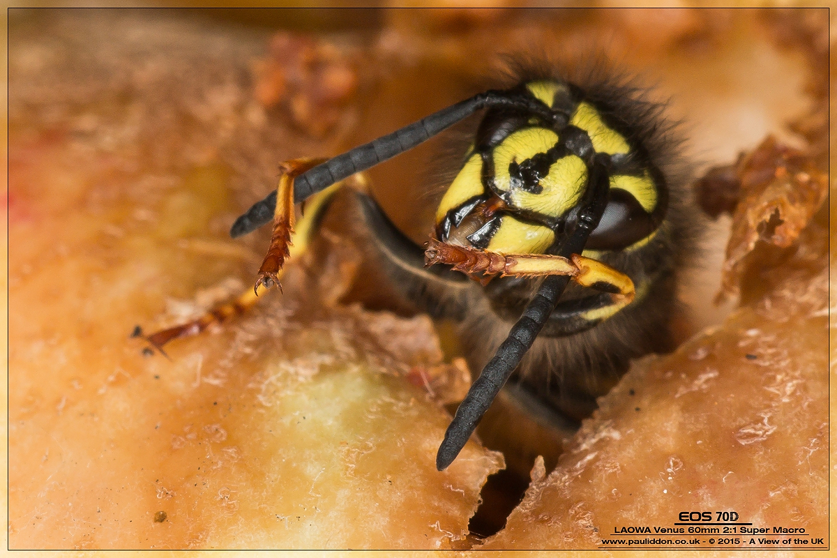 1200waspclose2.jpg