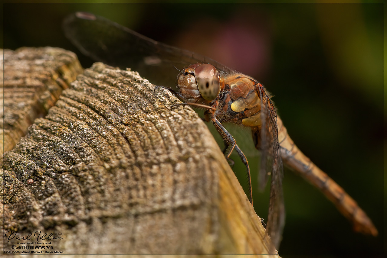 60mm_dragon_4k_1800-X2.jpg