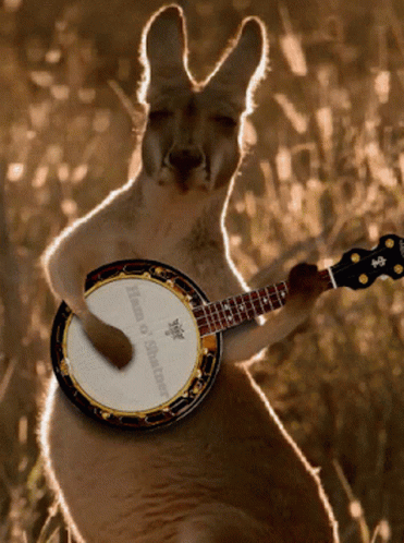 kangaroo-playing-banjo-9l8z2ohuiusg9eiy.gif