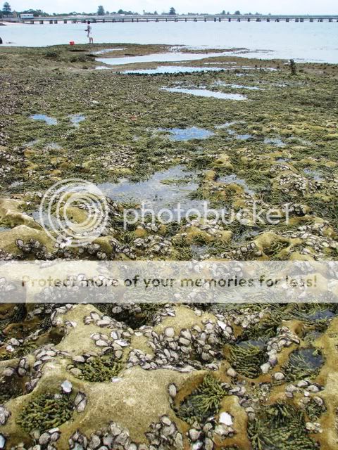 Kurnell41.jpg