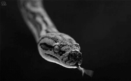 snake-animation-gif-4.gif