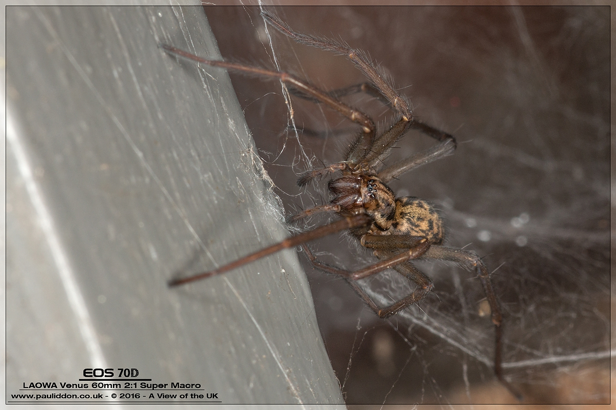 1200spider002.jpg