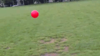 dog-ball-launch.gif