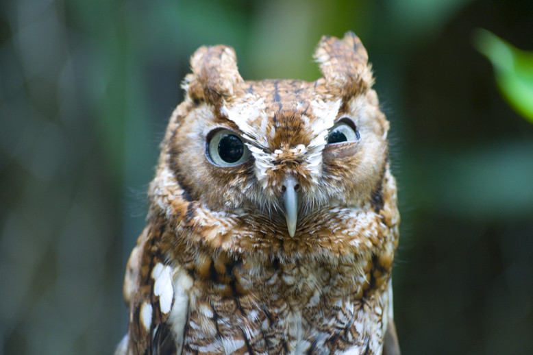 angry+owl.jpeg