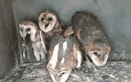 tumblr_m9utqqLVP01qgjign.gif