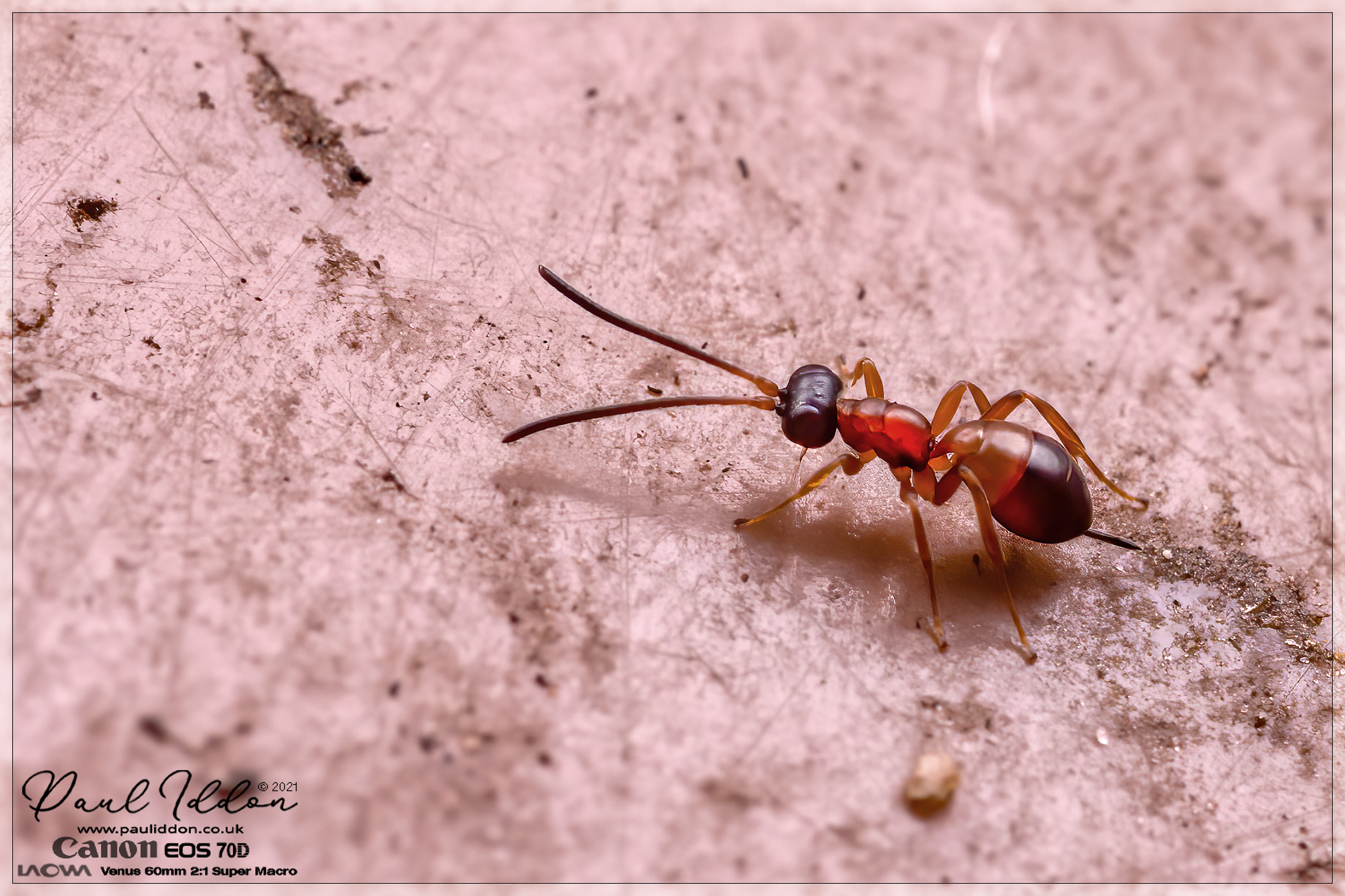 ant1-X5.jpg