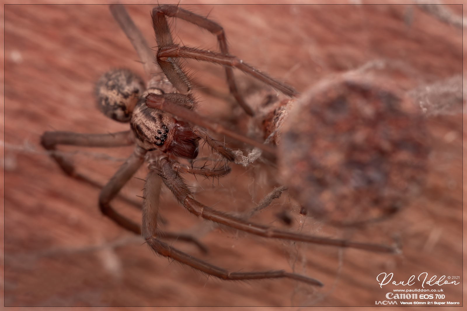 spider_on_nail-X3.jpg