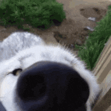 sapo.gif