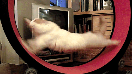 cat-running-in-circles.gif