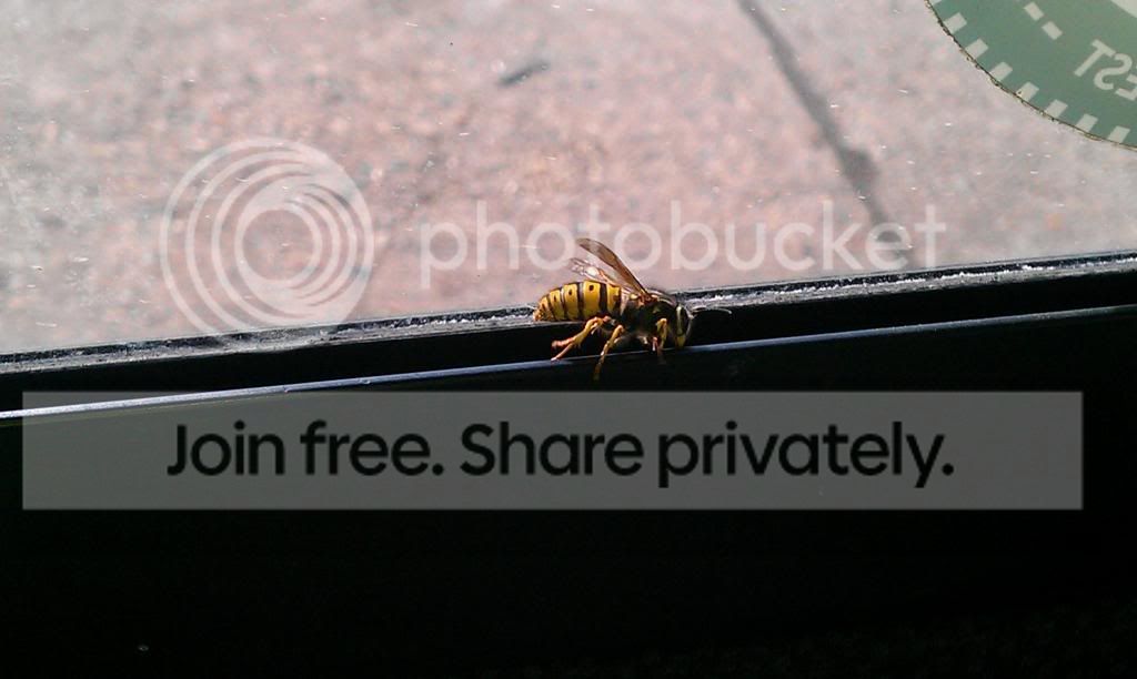 wasp_zps34041964.jpg