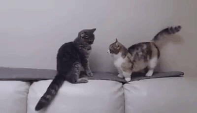 tumblr_oe2uw4vGyU1tabecto1_400.gif