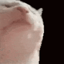 ahoklollmao-cat-jam.gif