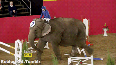 tumblr_n4j4e7jcEl1t0cscho1_400.gif