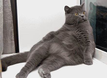 tumblr_n0wxtuA8MK1rkk59qo1_500.gif