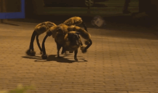 dog-spider-prank-sa-wardega-11.gif