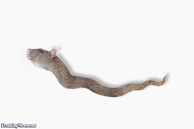 81f79ec038fc95f5248ec4baafc19a06--rats-snakes.jpg