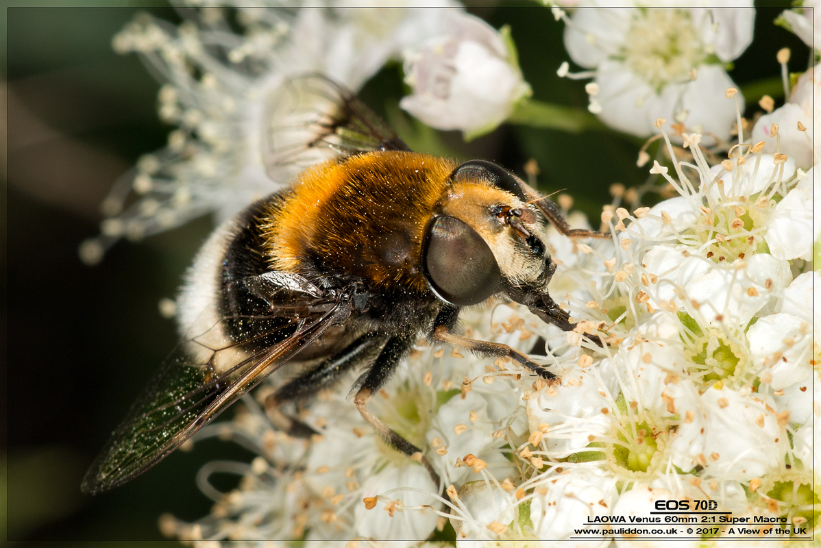 800bombus1.jpg