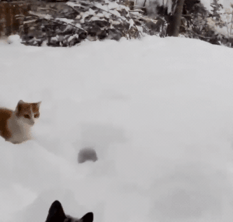 tumblr_nlinwdCMQG1r5xzspo1_400.gif