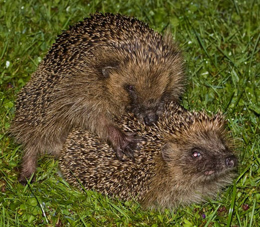 mating-hedgehogs.jpg