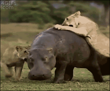 tumblr_n14cvtzu6Y1qdlh1io1_400.gif