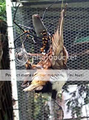 bird_eating_spider_Giant_golden_orb.jpg
