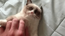 giphy.gif