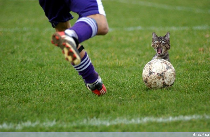 Soccer_Cat_Kick.jpg