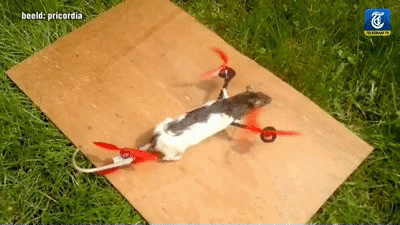 drone-rat