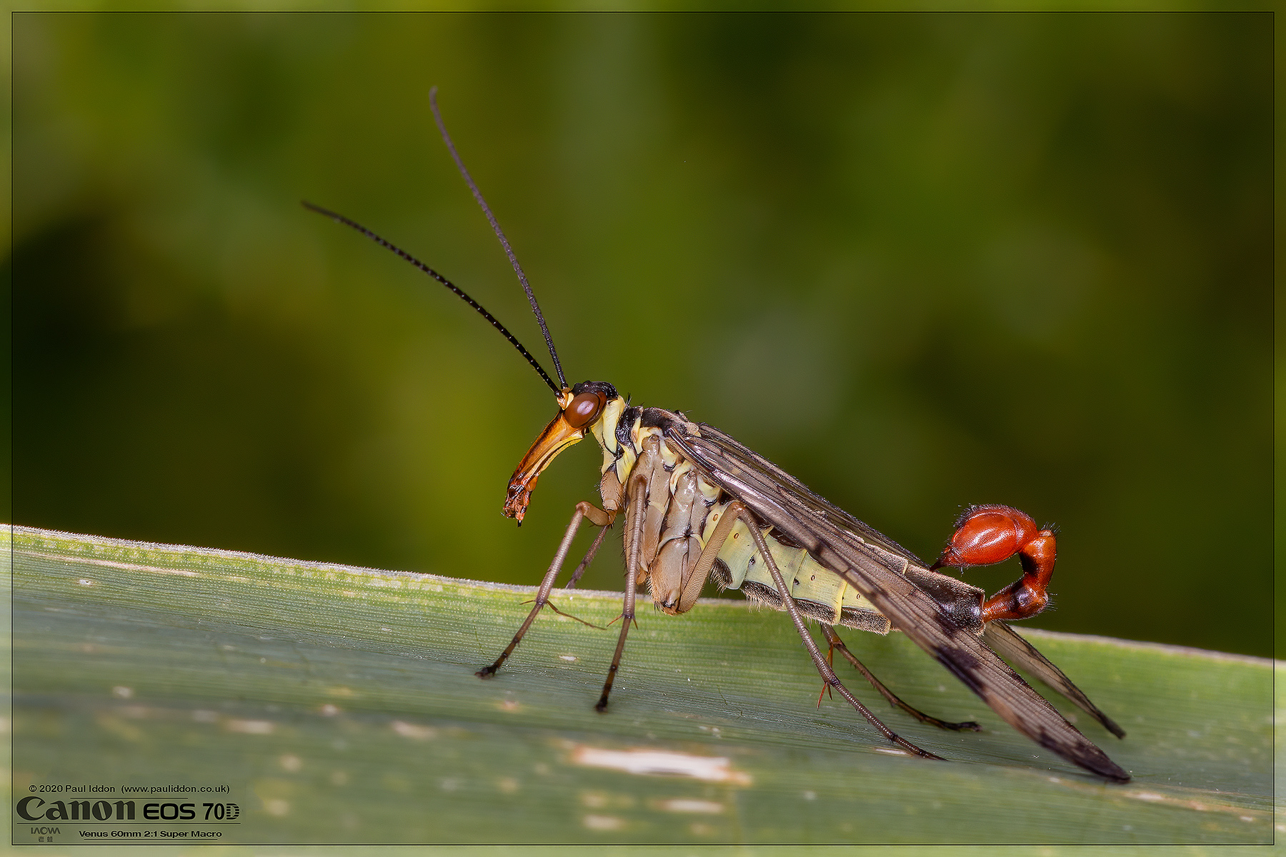 scorpion_fly_01.jpg