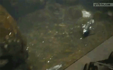 funny-animal-gifs.gif