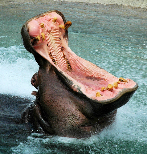hippo-yawn.jpg