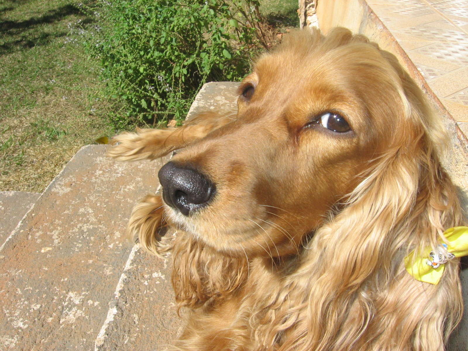 Dara_Cocker_Spaniel_01.JPG
