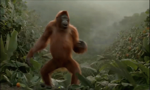 dancing-monkey.gif