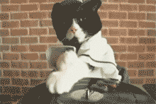 tumblr_lpxv1kM9zY1qii6tmo1_250.gif