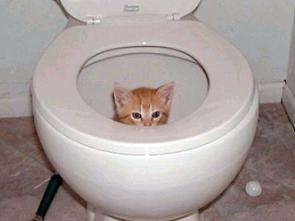 toilet-kitten.jpg