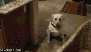 dog-closing.gif