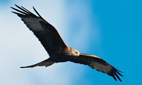 redkite460.jpg