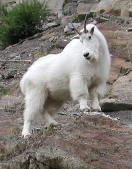 Mountain_Goat.jpg